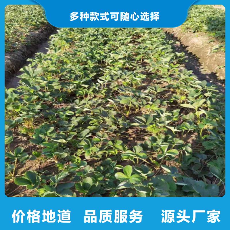 草莓苗【梨树苗】实体厂家大量现货欢迎来厂考察