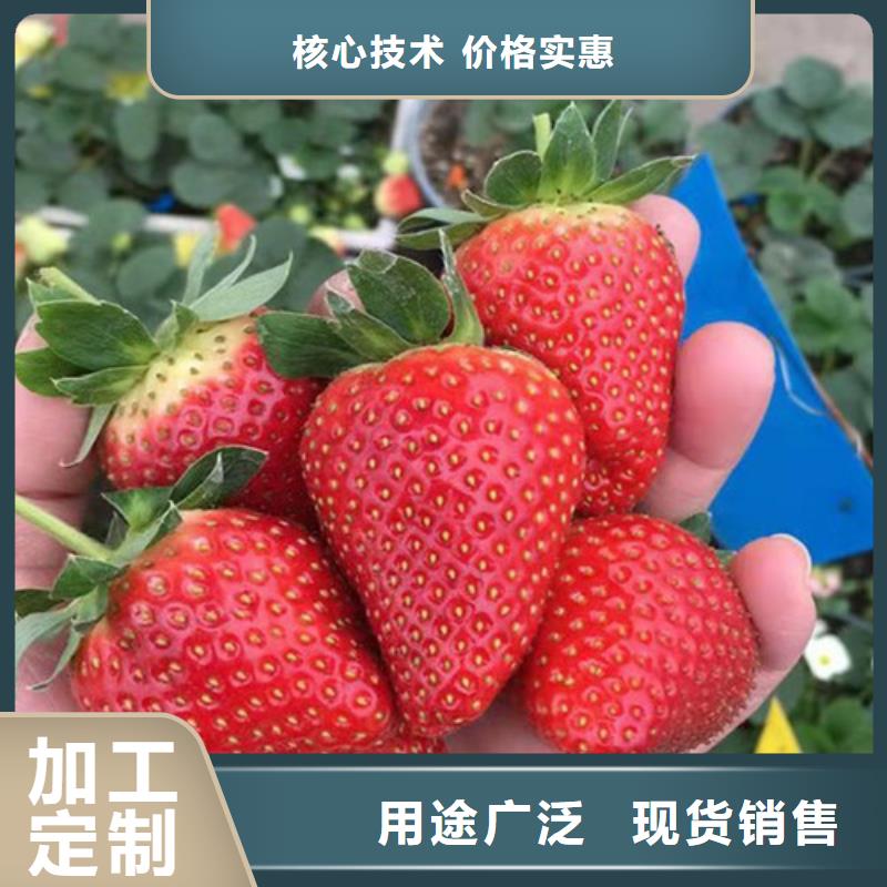 草莓苗【苹果苗】厂家直销大量现货源厂供货