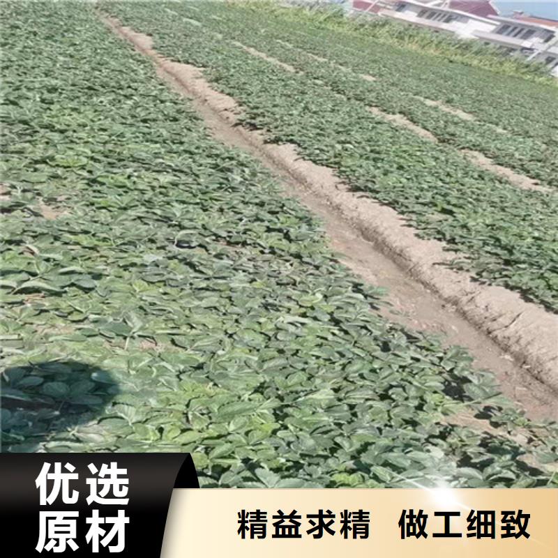 草莓苗山楂树苗质优价保常年供应