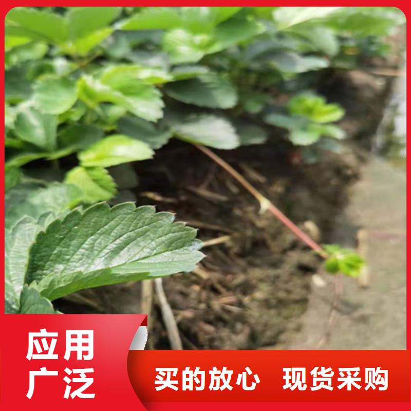 草莓苗油蟠7-7出货快供货及时