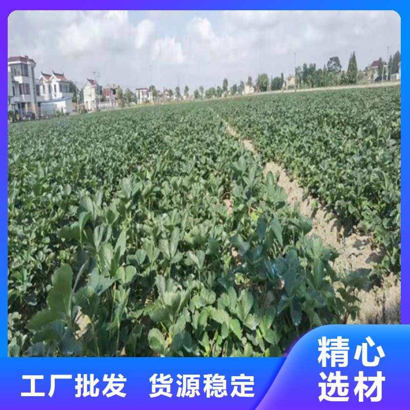 草莓苗桃树苗实力工厂诚信为本