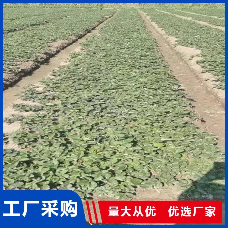 【草莓苗樱桃树苗厂家直销供货稳定】量大更优惠