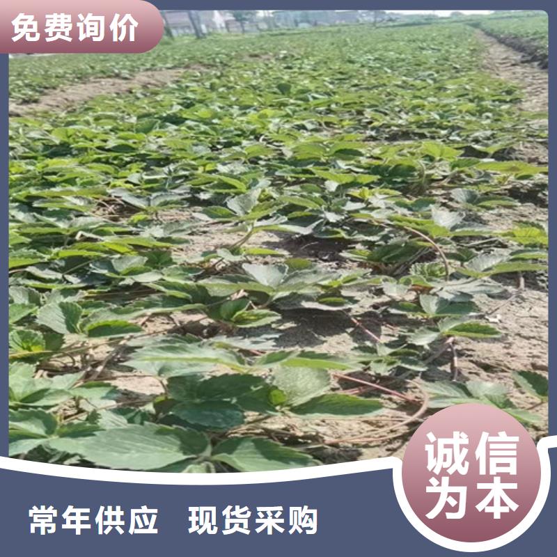 草莓苗【大棚草莓苗】厂家直销供货稳定附近厂家