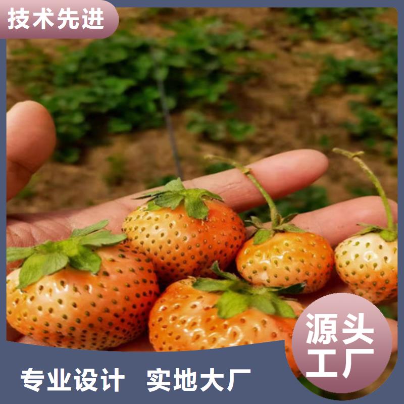 【草莓苗大棚草莓苗海量货源】品质卓越