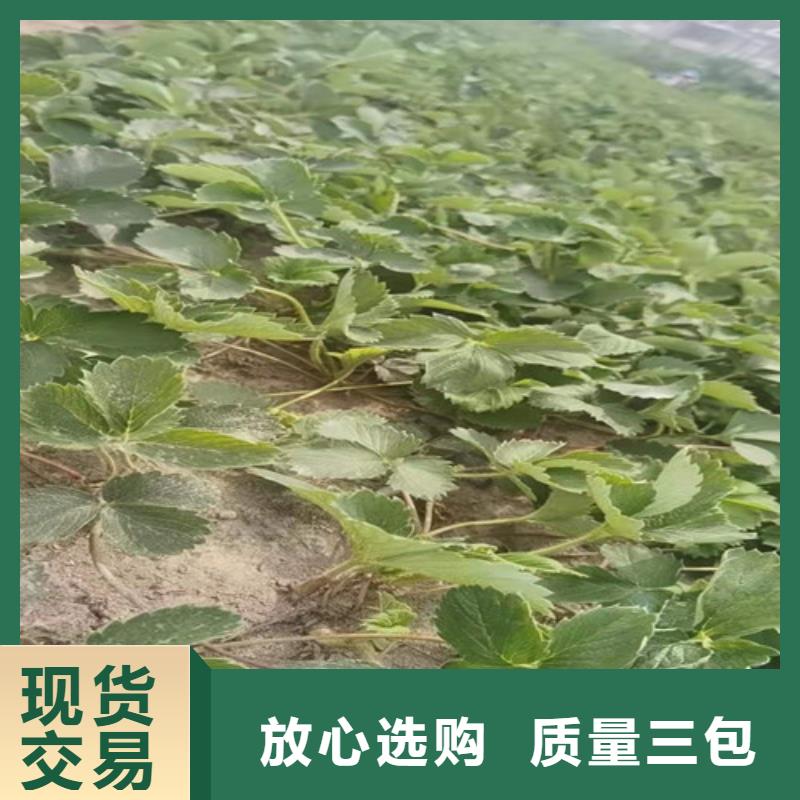 草莓苗葡萄苗厂家大量现货可定制