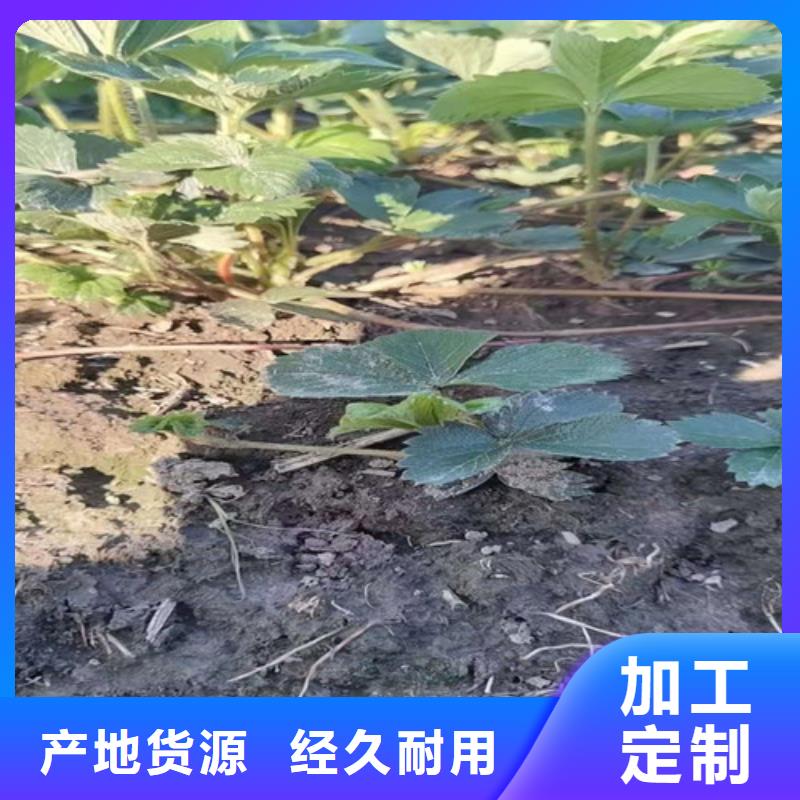 草莓苗大棚草莓苗诚信可靠现货采购