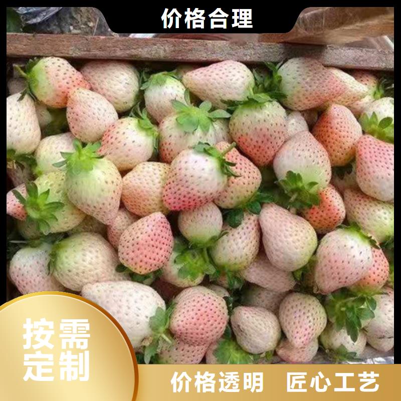 草莓苗【花椒苗】生产加工好品质用的放心