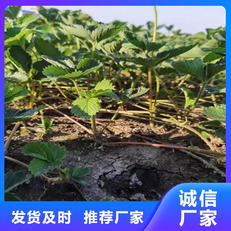 草莓苗苹果苗厂家大量现货一站式采购商