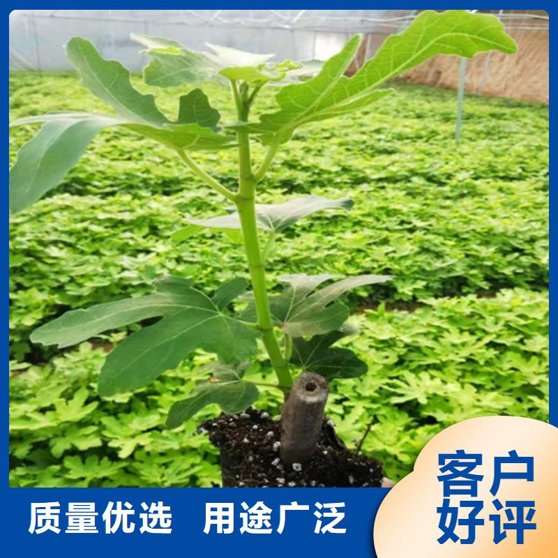 无花果樱桃树苗精品优选选择我们选择放心