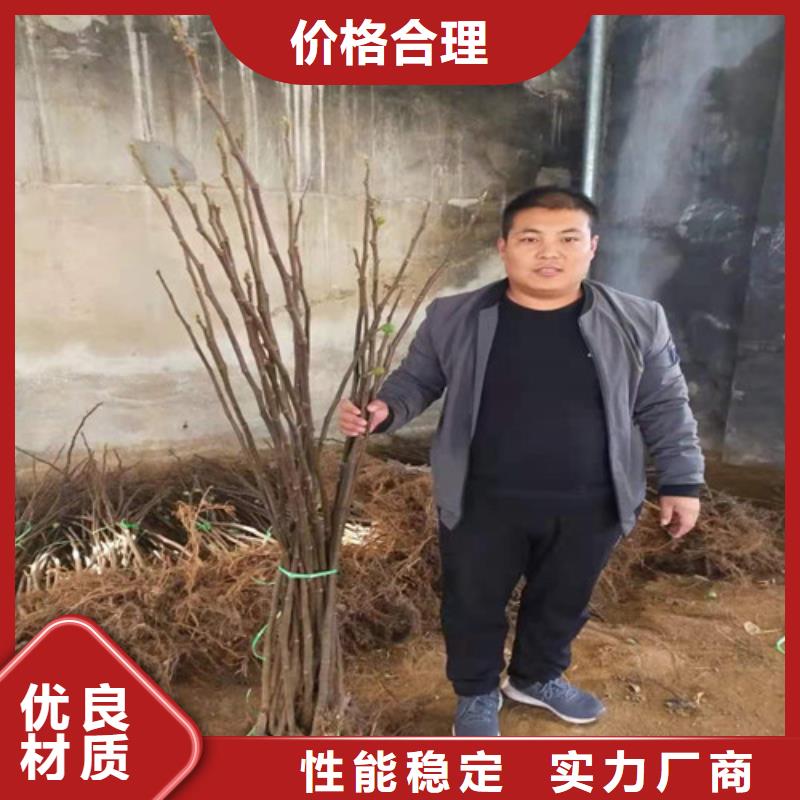 无花果大棚草莓苗源厂定制客户好评