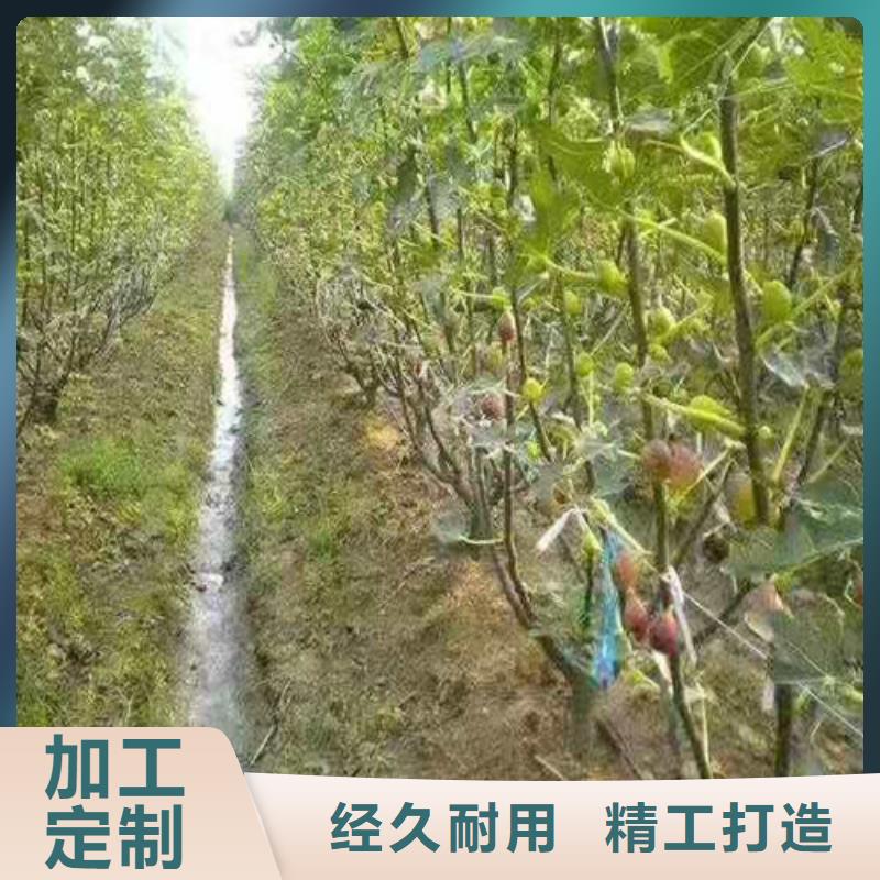 ​【无花果蓝莓苗匠心打造】厂家直销