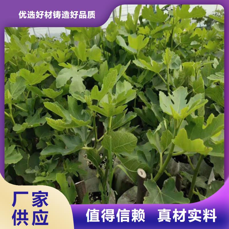 无花果花椒苗品类齐全同城经销商