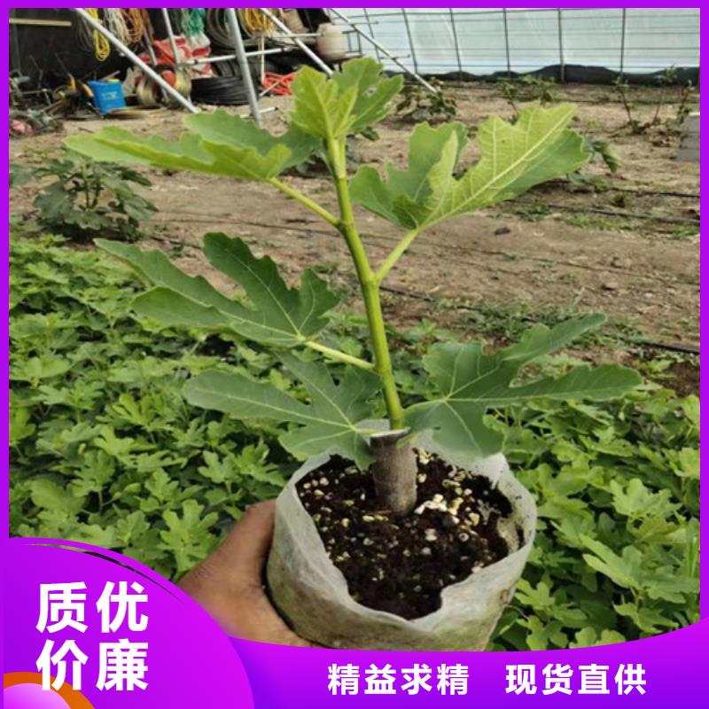 无花果,香椿树苗敢与同行比价格用心做产品