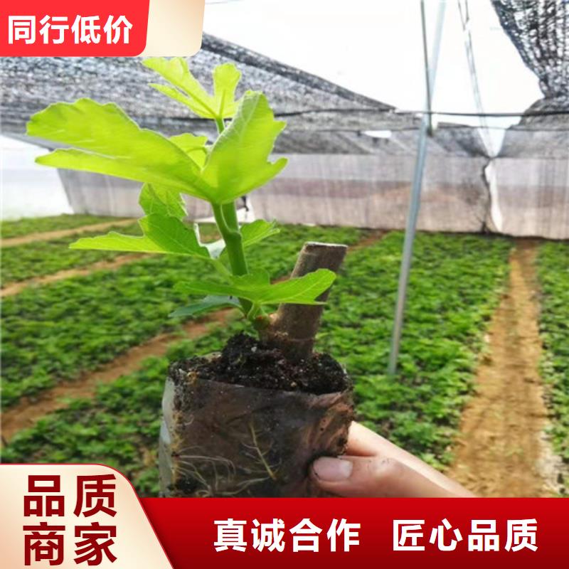 【无花果-梨树苗设备齐全支持定制】性能稳定