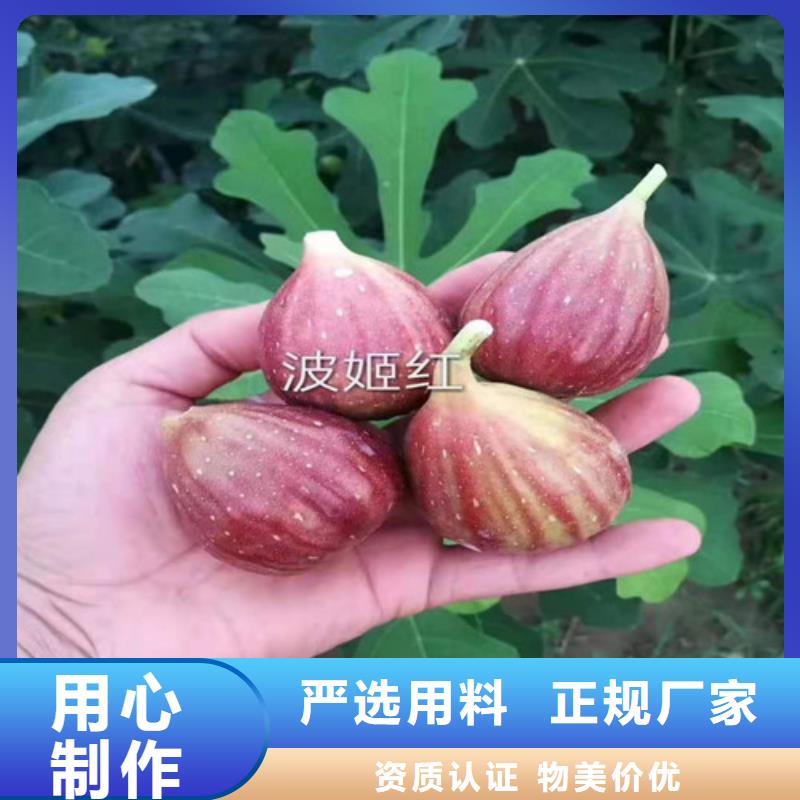 【无花果草莓苗工程施工案例】附近制造商