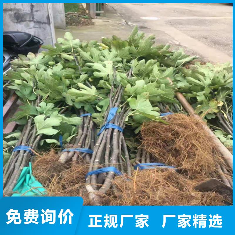 【无花果樱桃树苗做工细致】当地生产商