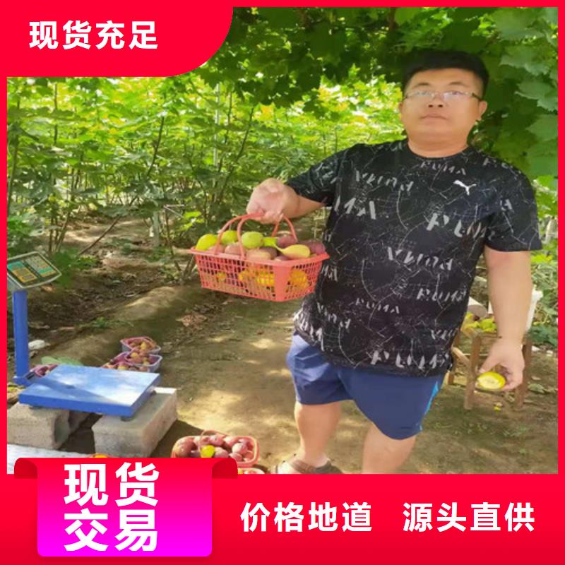 无花果草莓苗厂家十分靠谱当地品牌