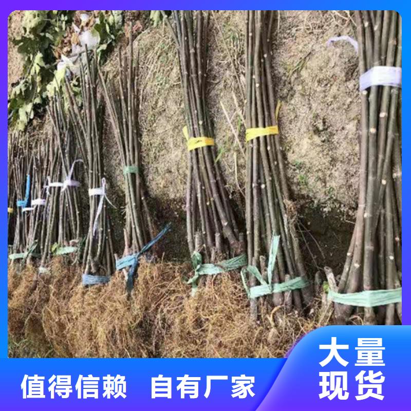 无花果【樱桃树苗】多种规格供您选择产品细节参数