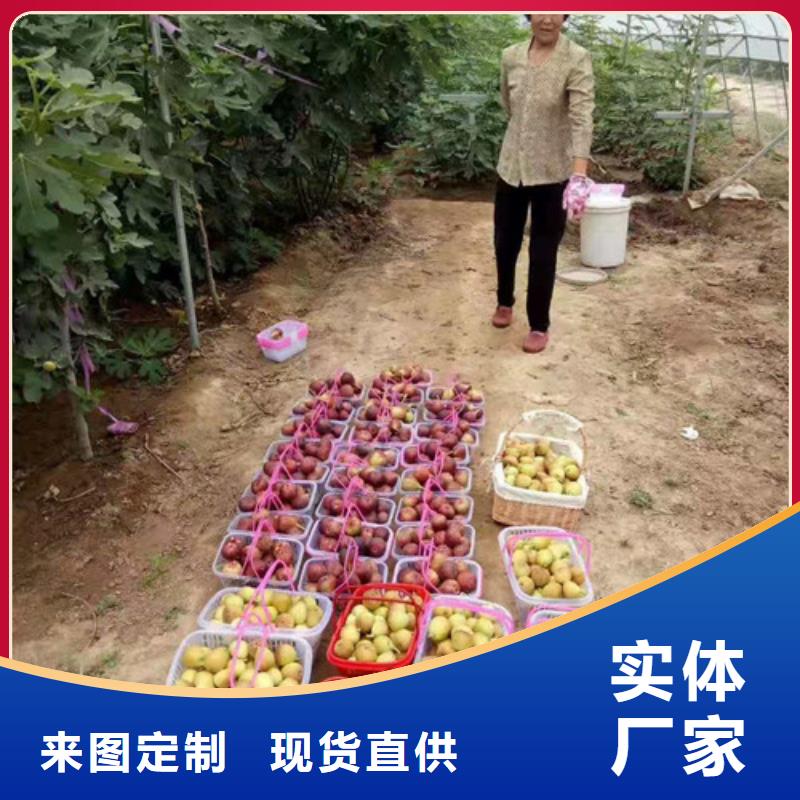 无花果_苹果苗每一处都是匠心制作支持大批量采购