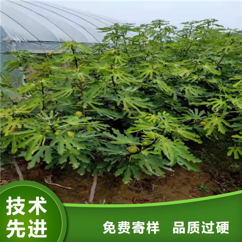 无花果葡萄苗精心推荐多行业适用