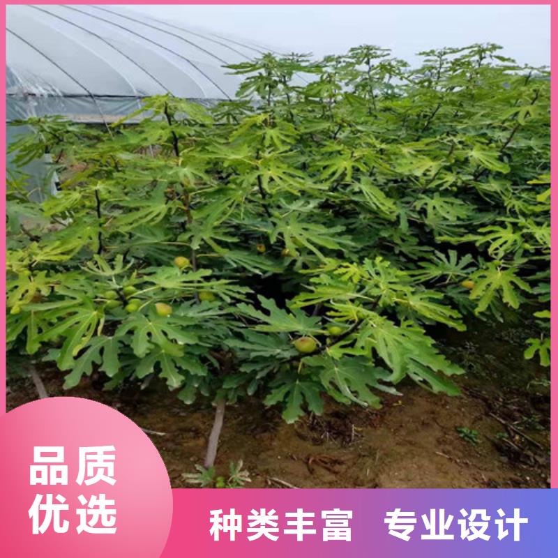 无花果_大棚草莓苗按需定制真材实料免费回电