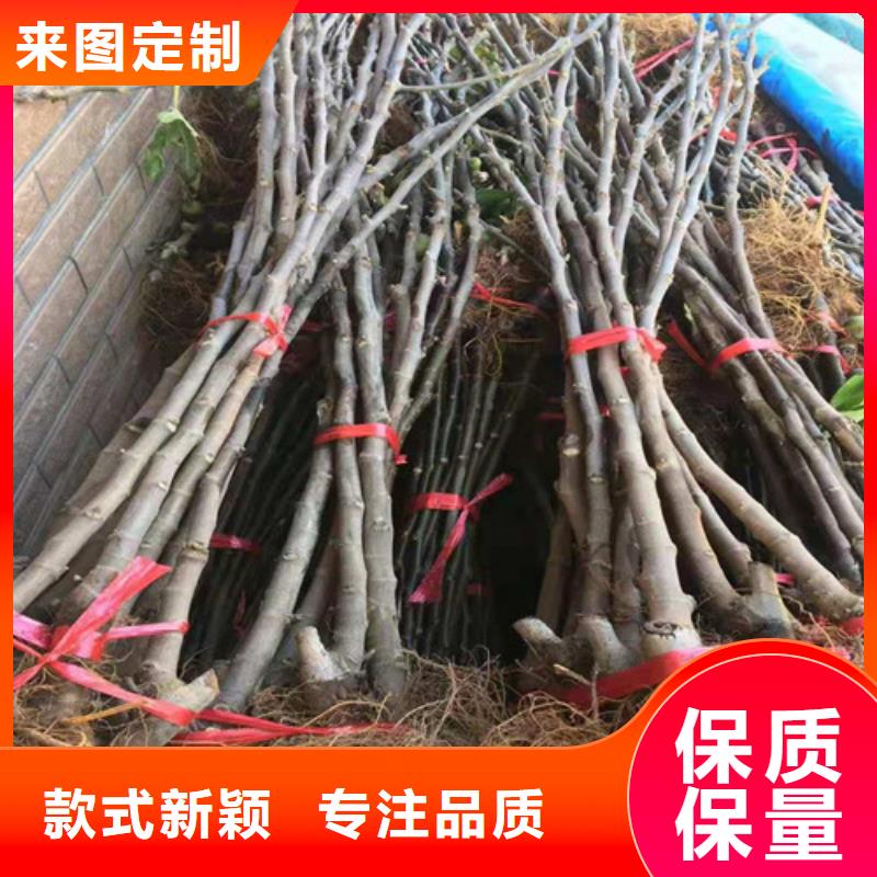 无花果蓝莓苗厂家现货批发多种规格供您选择