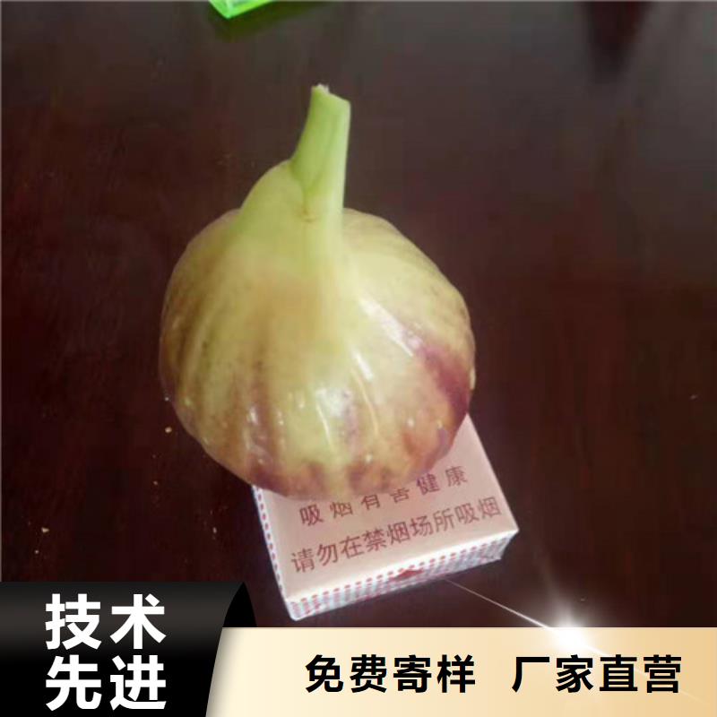 无花果_樱桃树苗品质商家好货直供