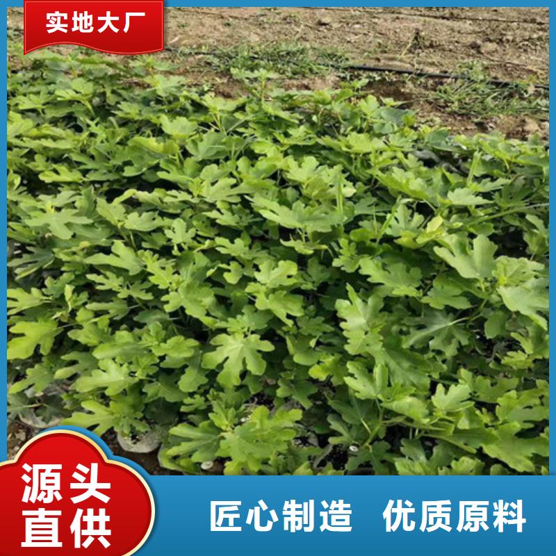 无花果,蓝莓苗制造厂家厂家型号齐全