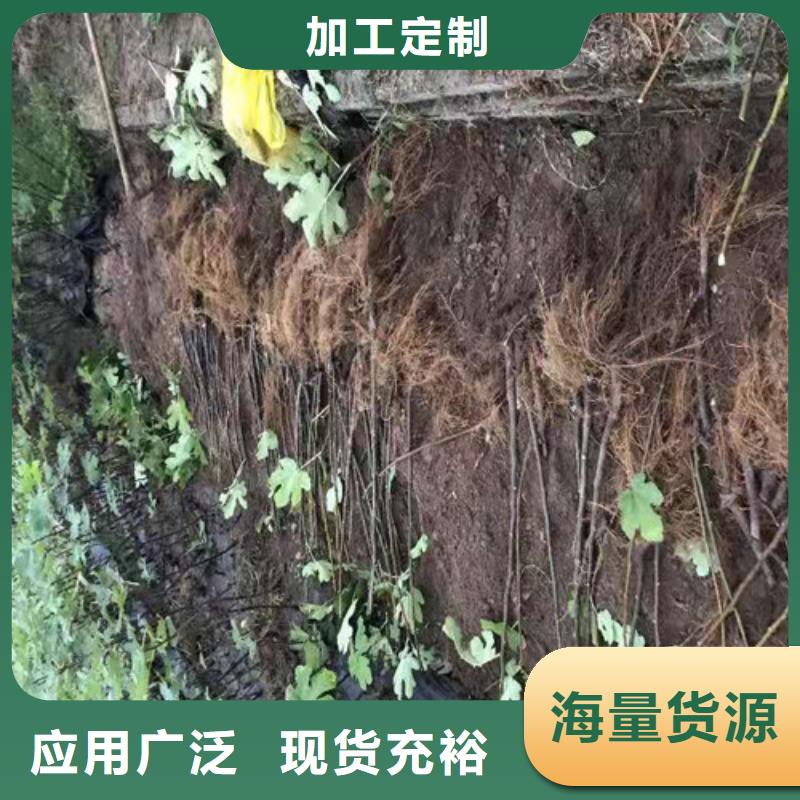 无花果_大棚草莓苗为您精心挑选附近制造商