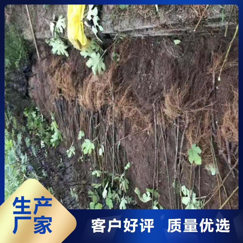 【无花果】-葡萄苗快捷物流价格有优势