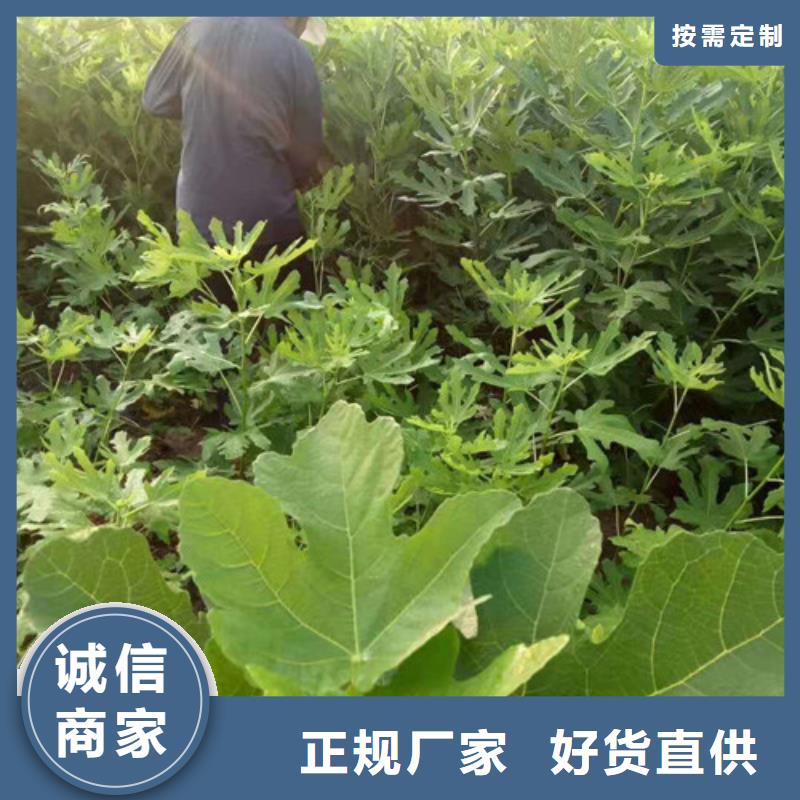 无花果山楂苗定制销售售后为一体当地生产商