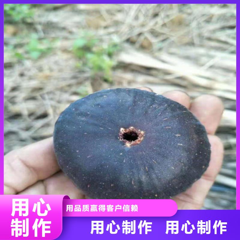 【无花果葡萄苗质量好】大量现货供应