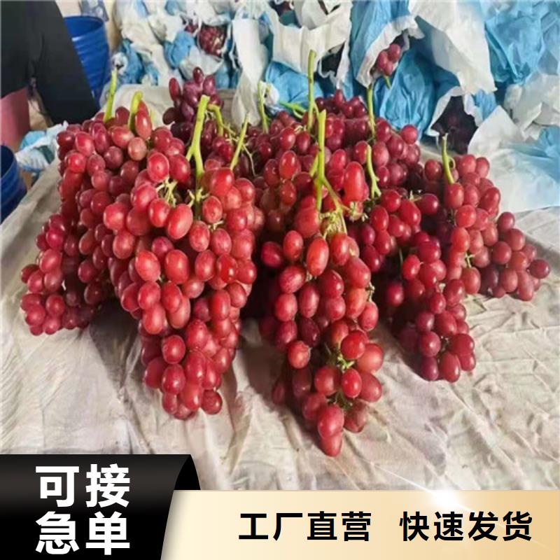 【葡萄金银花树苗产地源头好货】丰富的行业经验