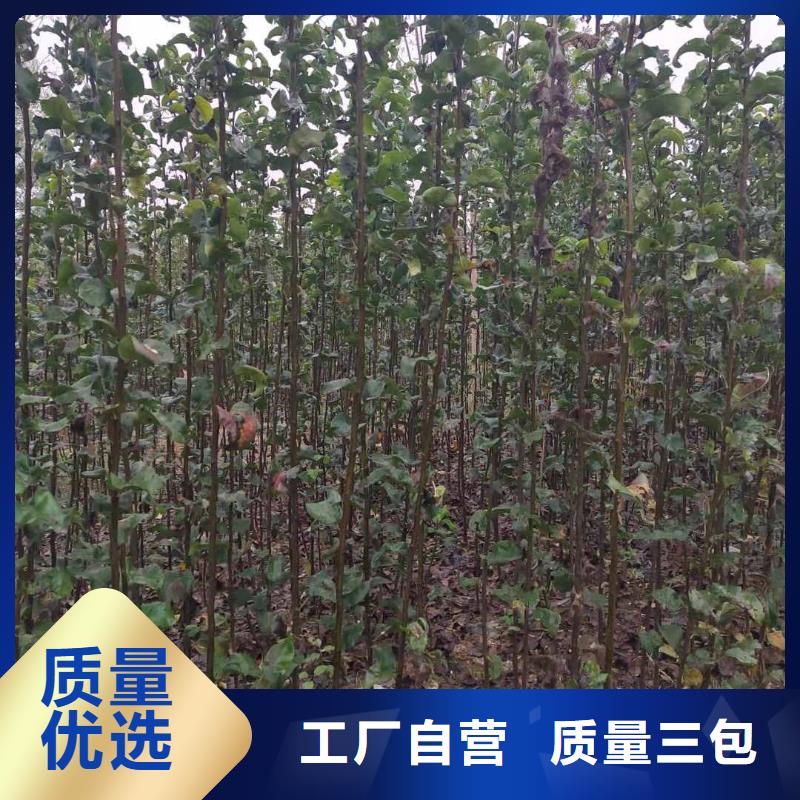 梨【梨树苗基地】优质原料源头厂家量大价优