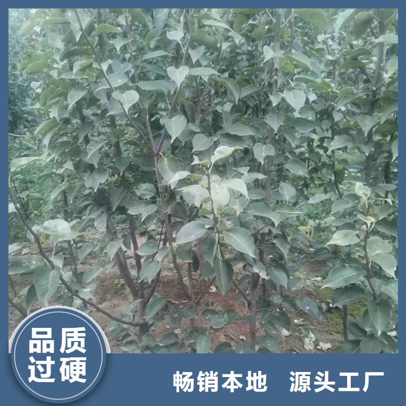 【梨梨树苗基地源头工厂】生产型