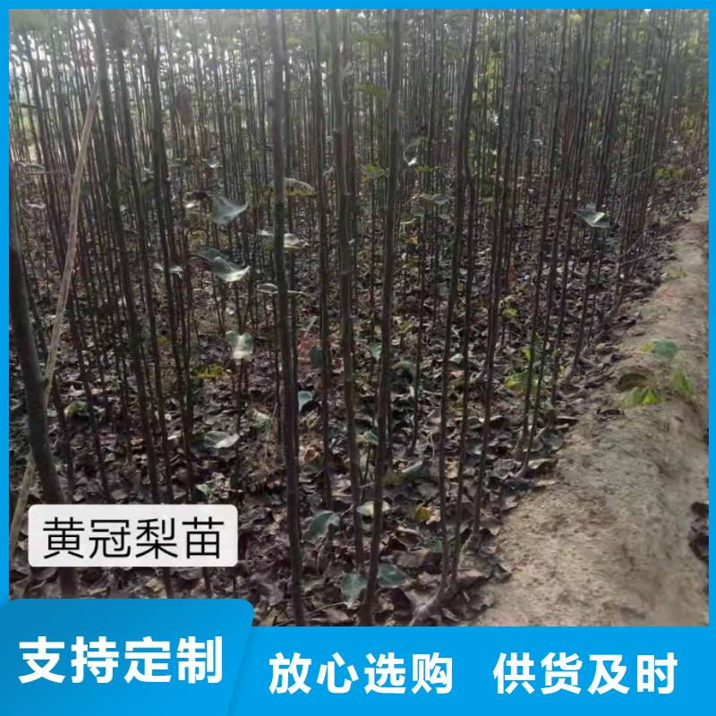 梨_梨树苗基地精益求精附近货源