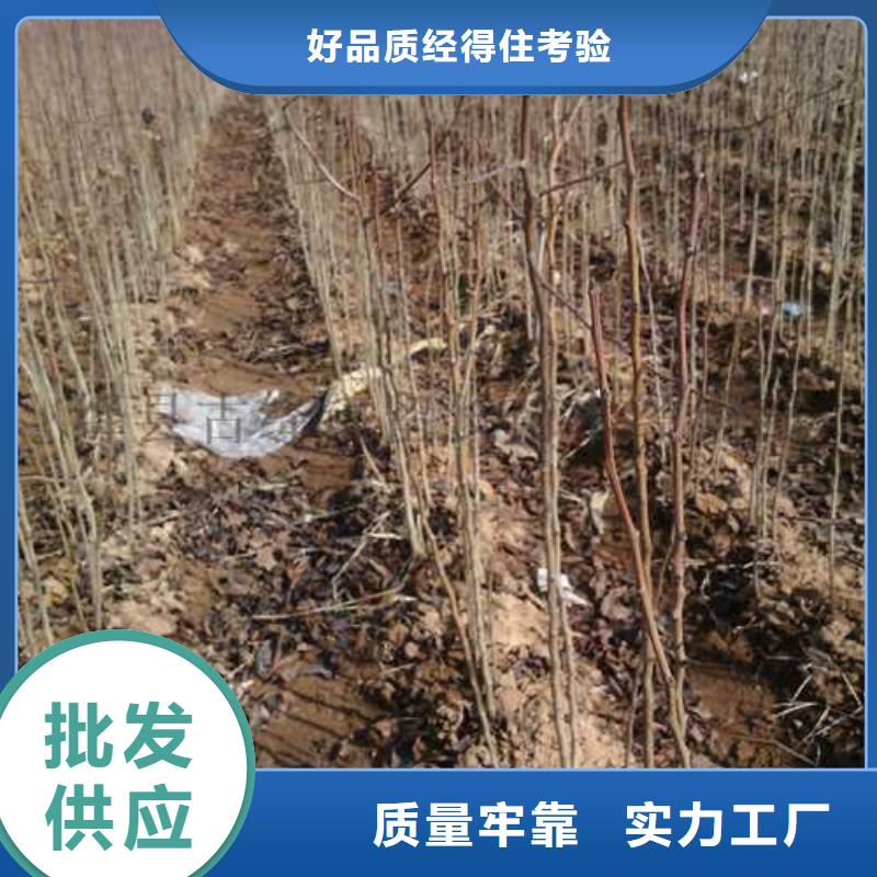 杜梨梨树苗基地生产经验丰富匠心打造