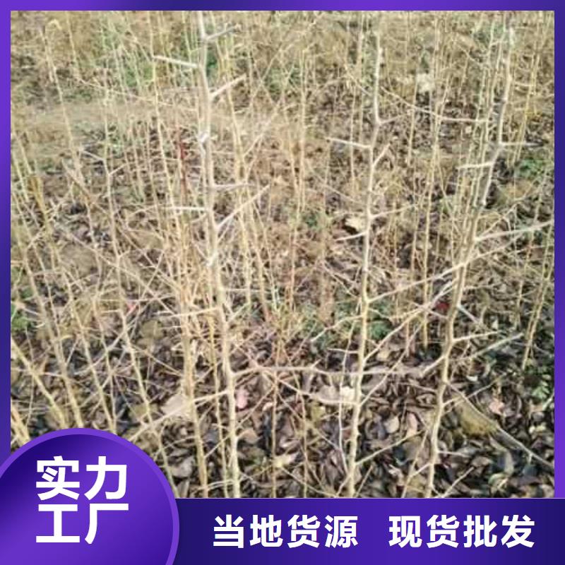 杜梨【梨树苗基地】质检合格发货用途广泛