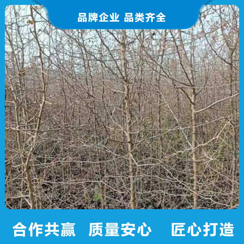 杜梨【梨树苗基地】一站式采购商家检验发货