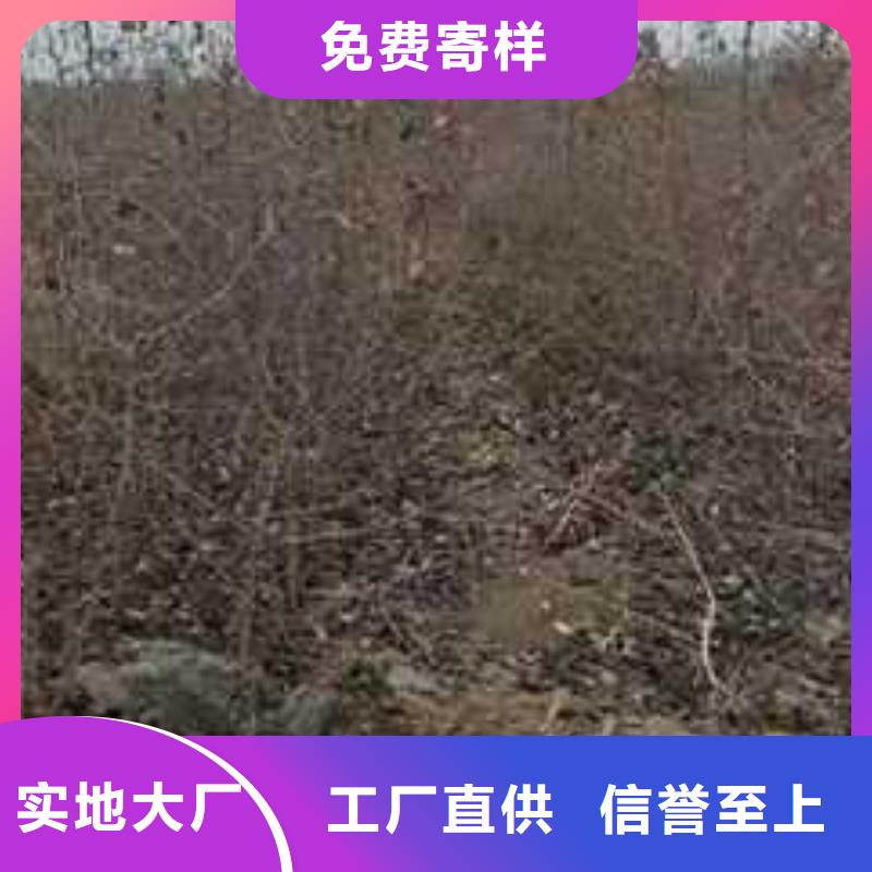 杜梨,【杜梨苗】厂家直接面向客户当地厂家