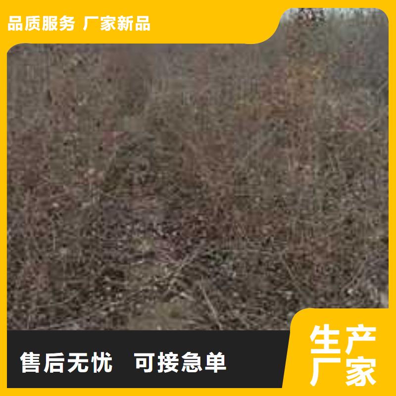 【杜梨皇冠梨树苗产地工厂】当地生产厂家