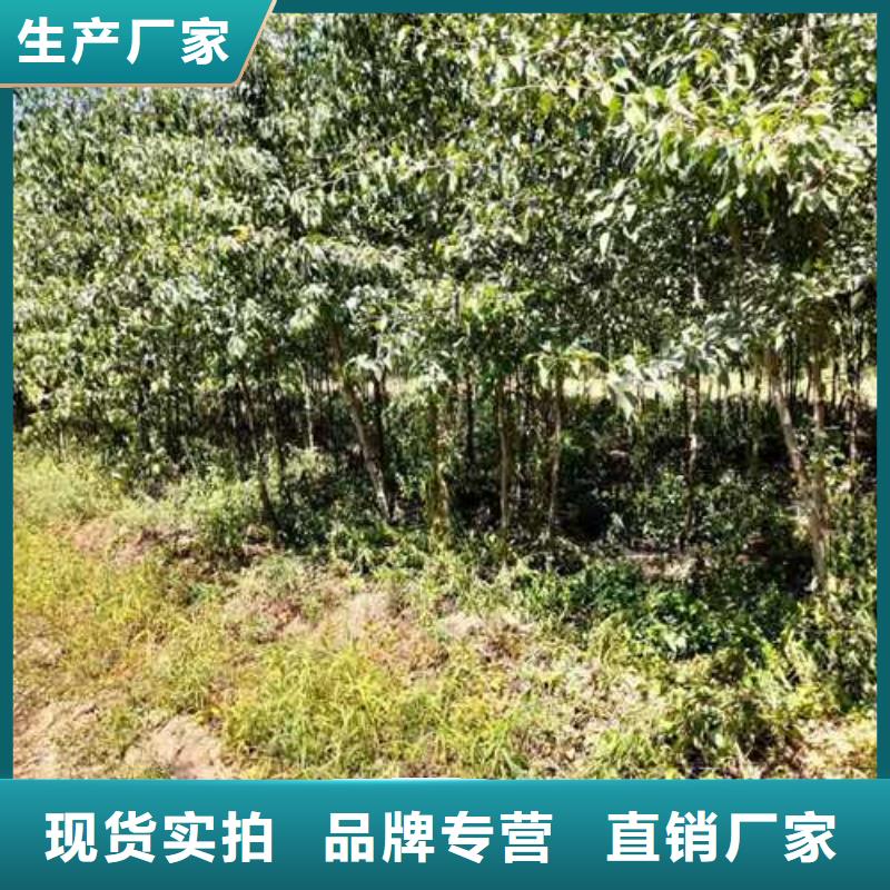 杜梨_黄冠梨树苗实体厂家大量现货同城货源