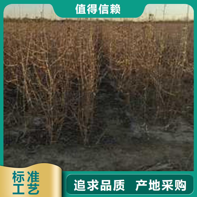 【杜梨新梨7号梨树苗口碑好实力强】源厂定制