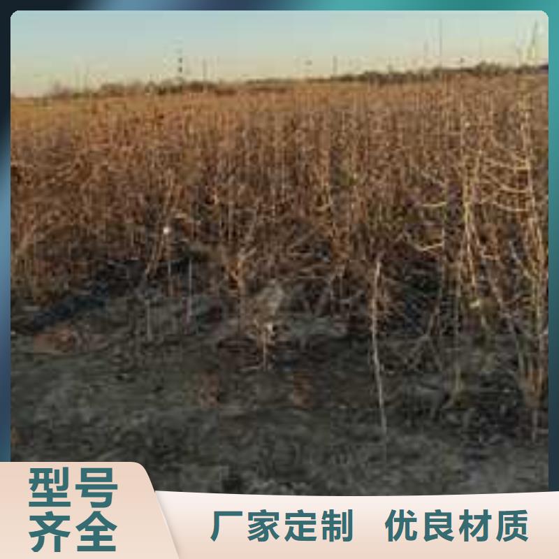 【杜梨】杜梨苗用心做好细节当地货源