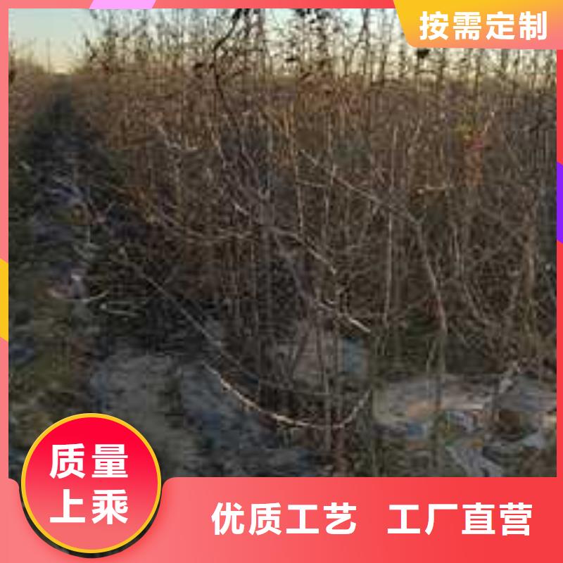 杜梨山桃苗款式新颖同城品牌