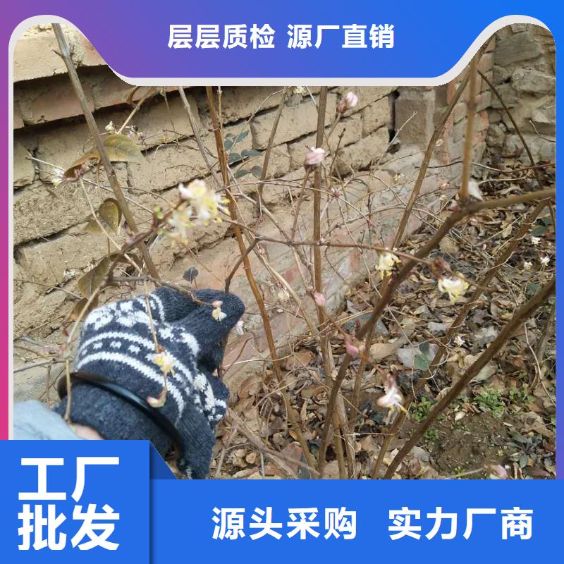 杈杷果苹果苗精工制作本地生产厂家