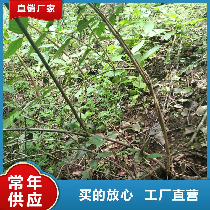 【杈杷果】苹果苗现货实拍当地经销商