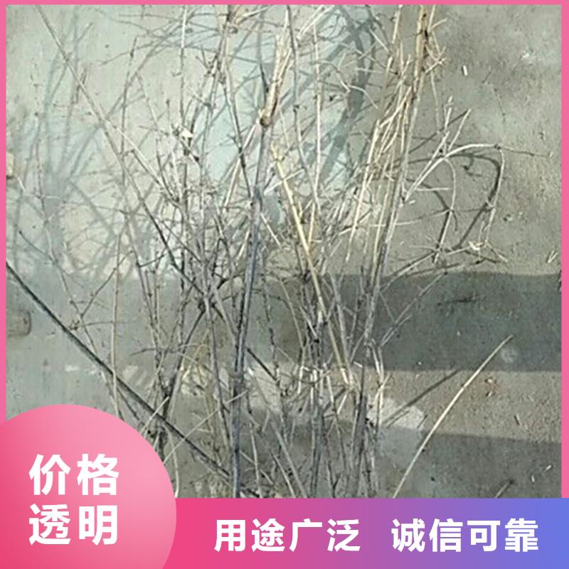 杈杷果-苹果苗24小时下单发货用途广泛