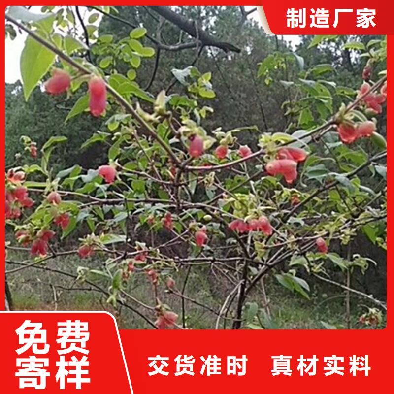 杈杷果【无花果苗】制造厂家本地经销商