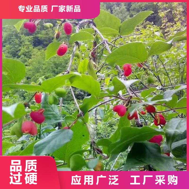 杈杷果苹果苗欢迎来厂考察厂家大量现货